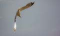 Picture of flying seagull, Seagulls are a subfamily of larid seabirds of the order of the Caradriiformes. The main genus of this s