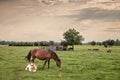 Selective blur on a newborn foal standing by his mother, a mare, brown grazing and eating grass at sunset in Zasavica, Serbia in a Royalty Free Stock Photo