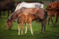 Selective blur on a newborn foal sucking a mare, mother, in a herd of horses, brown & white at sunset in Zasavica, Serbia in a