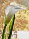 Fragments of kallas flower on blurry background