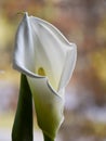 Fragments of kallas flower on blurry background