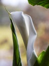 Fragments of kallas flower on blurry background