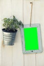 Picture frame green screen and pot plant on wooden surface. PNG available Royalty Free Stock Photo