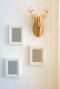 Picture frames on wall next to decorative fake antler