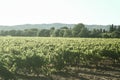 Vineyard made of rows of grape trees producing red wine during a sunset afternoon, taken in La londe les Maures, Cotes de Provence Royalty Free Stock Photo