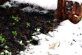 Winter snow meeting little green grass and plants