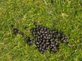 Sheep droppings on green grass