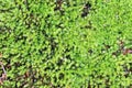 Picture of a fresh and vivid green moss to be used as a background