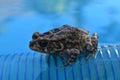 Picture of a frog resting on a floating hose in a blue swimming pool. Royalty Free Stock Photo