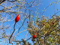 Frozen Rose hip fruit in sunny day Royalty Free Stock Photo