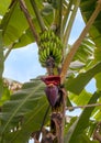 Fruit and infloresence of a Banana tree on the Big Island, Hawaii. Royalty Free Stock Photo