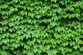 picture full of Boston ivy in the summer, green leaves