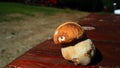 fungus world , mushroom found in mountains of Transylvania 38 small bolete