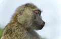 Picture with a funny baboon looking aside Royalty Free Stock Photo