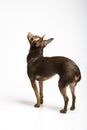 Picture of a funny curious toy terrier dog Royalty Free Stock Photo