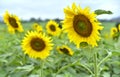 Picture garden of Sunflower Farm Khao Yai Thailand Royalty Free Stock Photo