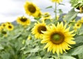 Picture garden of Sunflower Farm Khao Yai Thailand Royalty Free Stock Photo