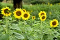 Picture garden of Sunflower Farm Khao Yai Thailand Royalty Free Stock Photo