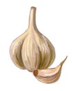 Picture of garlic