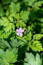 A picture of Geranium Robertianum flower. Royalty Free Stock Photo