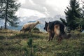 Picture of a German shepherd dog guarding a sheep of Cortina D`A
