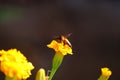 Picture of giant honey bee Apis dorsata in summer