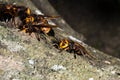 Picture giant hornet Vespa crabro Real Asian wasp,Originated in East Asia and the tropics. They like to live in mountains and