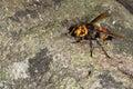 Picture giant hornet Vespa crabro Real Asian wasp,Originated in East Asia and the tropics. They like to live in mountains and