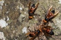 Picture giant hornet Vespa crabro Real Asian wasp,Originated in East Asia and the tropics. They like to live in mountains and