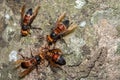 Picture giant hornet Vespa crabro Real Asian wasp,Originated in East Asia and the tropics. They like to live in mountains and