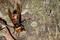 Picture giant hornet Vespa crabro Real Asian wasp,Originated in East Asia and the tropics. They like to live in mountains and