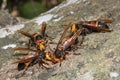 Picture giant hornet Vespa crabro Real Asian wasp,Originated in East Asia and the tropics. They like to live in mountains and