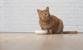 Ginger cat sit around the food bowl and wait for the meal Royalty Free Stock Photo