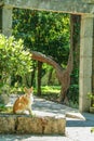 Stray ginger cat in the old town of Kotor, Montenegro, during a sunny afternoon, surrounded by the stone walls and green trees.