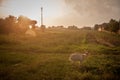 Goat, alone, standing in a meadow, eating grass, under the rain, at dusk, with a sunny sunset in the background, in Uljma