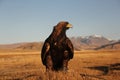 Picture of a golden eagle in a deserted area with mountains on a blurry background during sunset Royalty Free Stock Photo