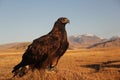 Picture of a golden eagle in a deserted area with mountains on a blurry background during sunset Royalty Free Stock Photo