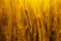 Picture of golden wheat fields Royalty Free Stock Photo