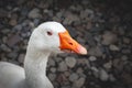 Selective blur on the head of a goose, white, staring angry with blue eyes, ready to attack belonging to the family of domestic