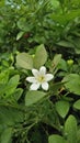 Picture of gracefull Jasmin flower