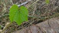 A picture of grape green leaf