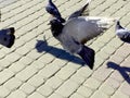 Picture of a gray pigeon on the central square of the city