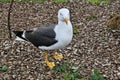 A picture of a Great Blck Backed Gull