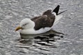 A picture of a Great Blck Backed Gull