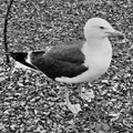 A picture of a Great Blck Backed Gull