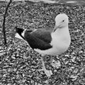 A picture of a Great Blck Backed Gull