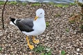 A picture of a Great Blck Backed Gull