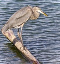 Photo of a great blue heron drinking water Royalty Free Stock Photo