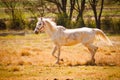 Picture of a great white horse runs at the country Royalty Free Stock Photo