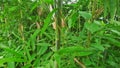 A picture of green bamboo tree